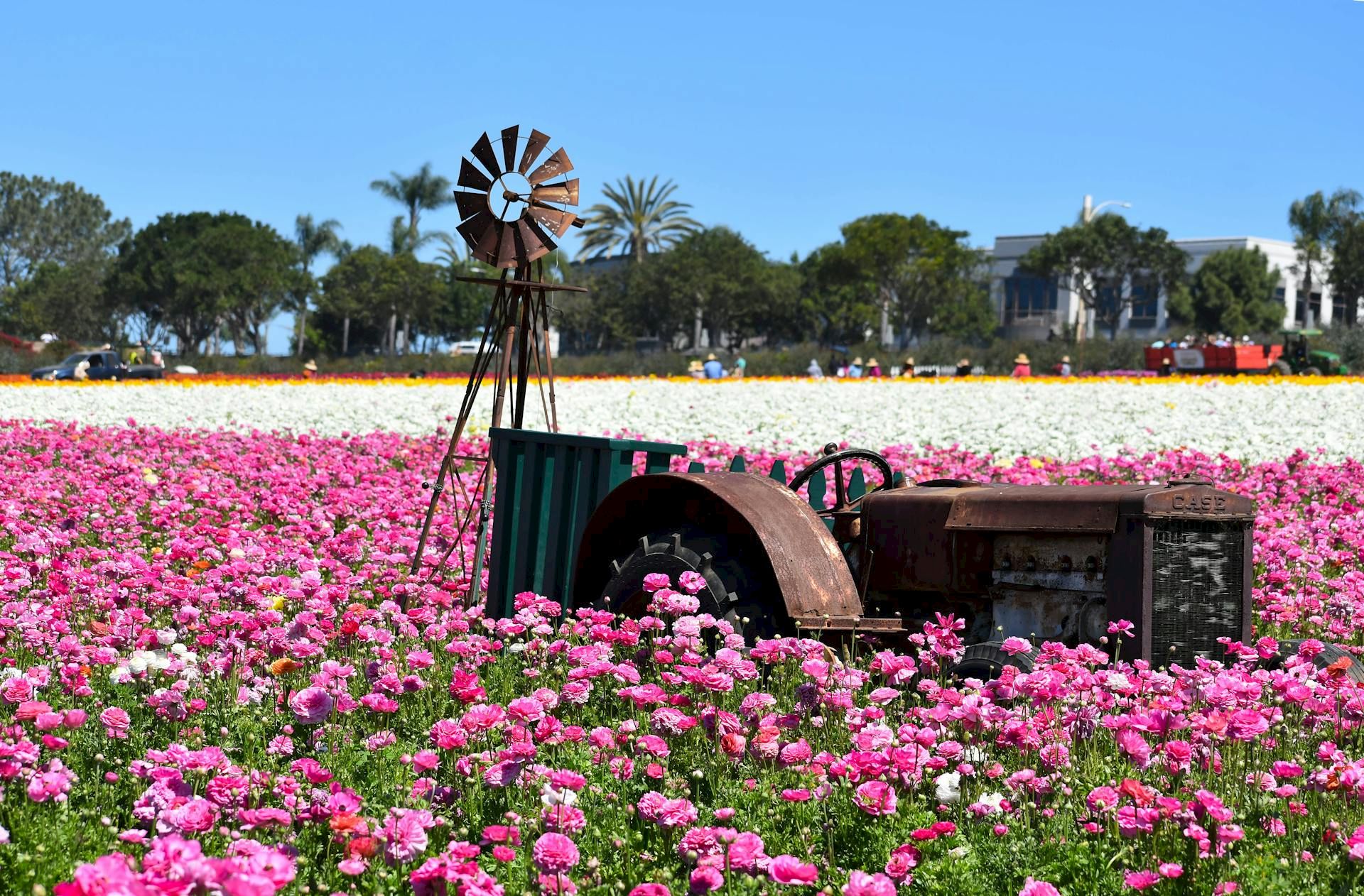 Colorful field of pink flowers with a vintage windmill and rusted metal machinery in the foreground, bright blue sky overhead.