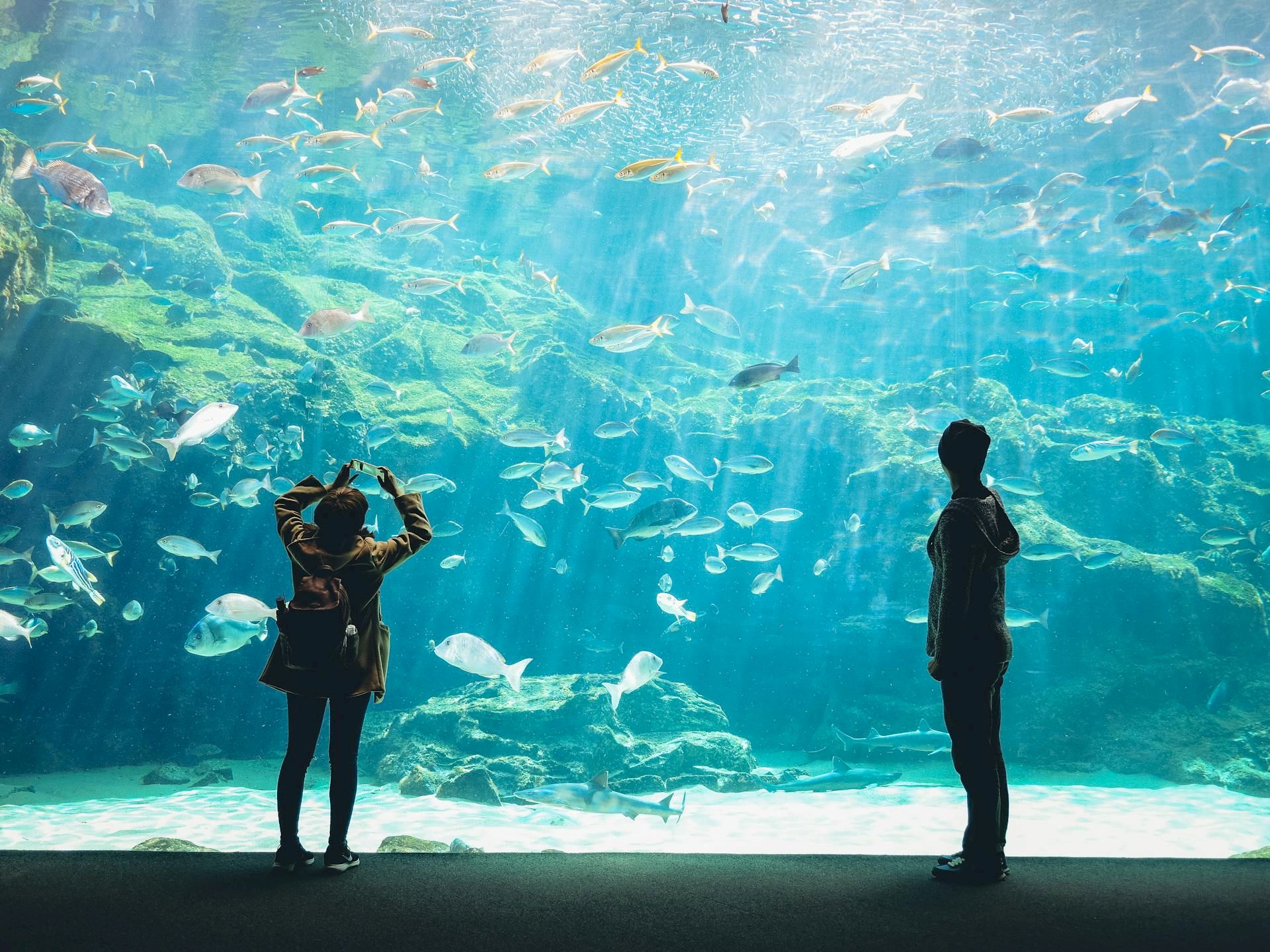 Two people stand in an aquarium tunnel, gazing at a crowded school of fish gliding above and around them.