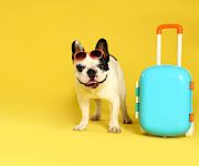 A stylish dog wearing sunglasses stands beside a bright turquoise suitcase against a vibrant yellow background.