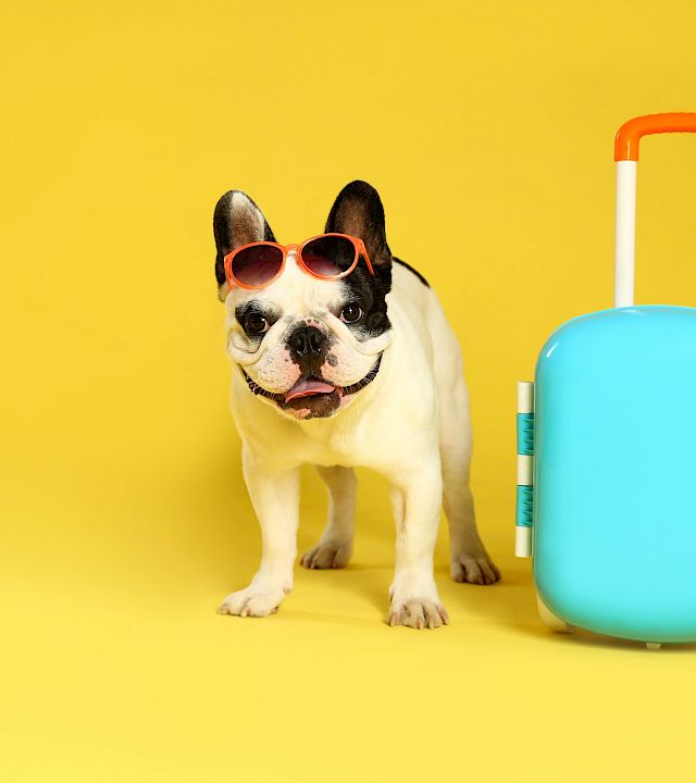 A stylish dog wearing sunglasses stands beside a bright turquoise suitcase against a vibrant yellow background.