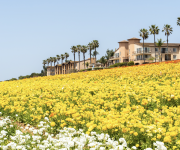 The Cassara Carlsbad