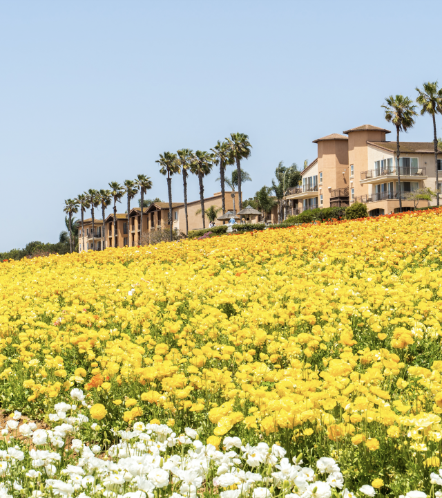The Cassara Carlsbad